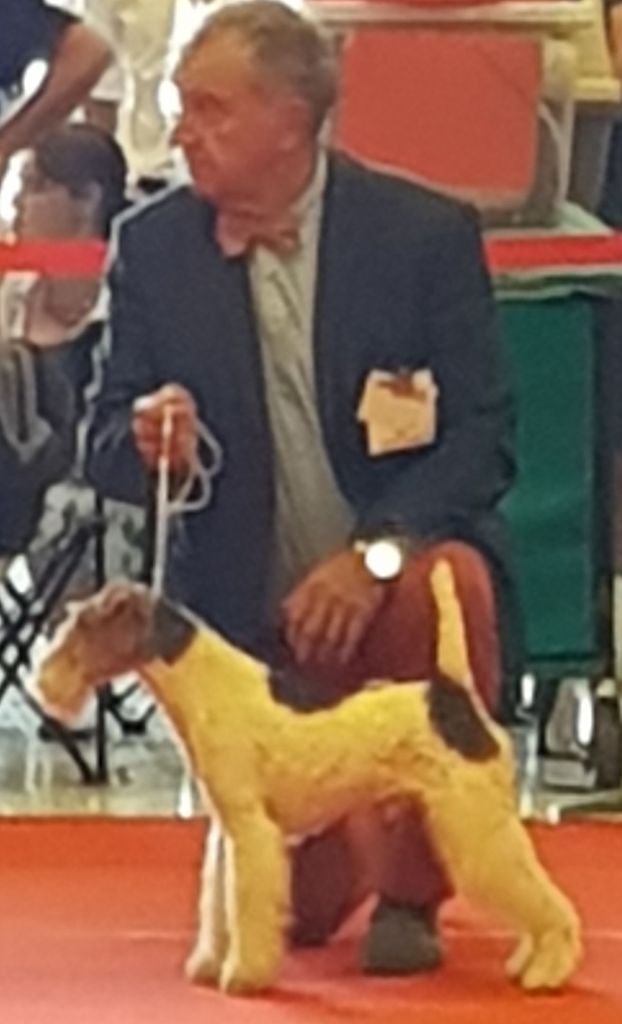 de Cresecques -  BRUCE,dog show COMPIEGNE