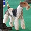  - Eurodogshow KORTRIJK 