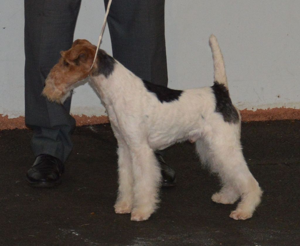 de Cresecques - ROUEN Spéciale fox-terrier